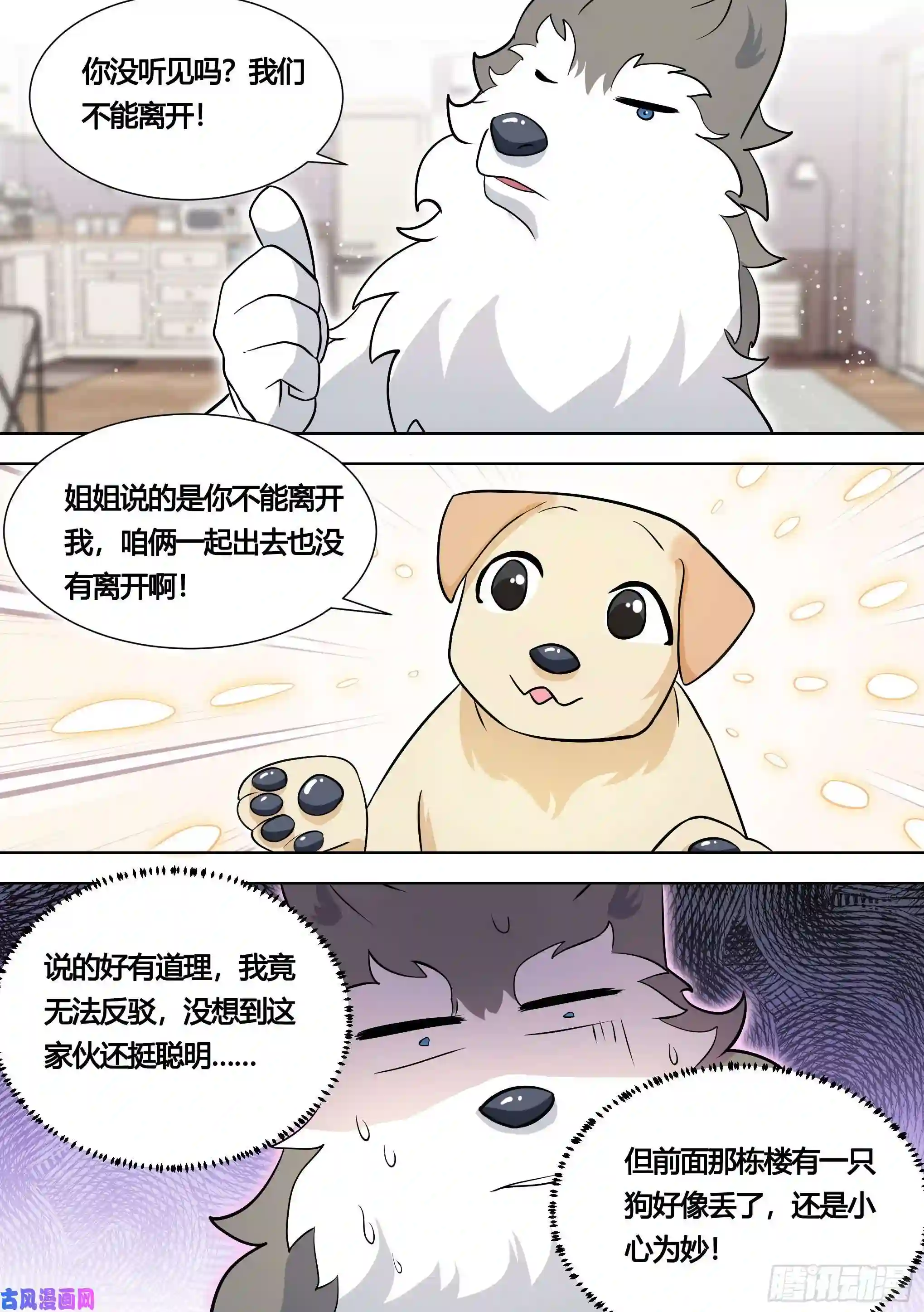 直播：女神家的哈士奇天秀140-关于小黄是个美人的事