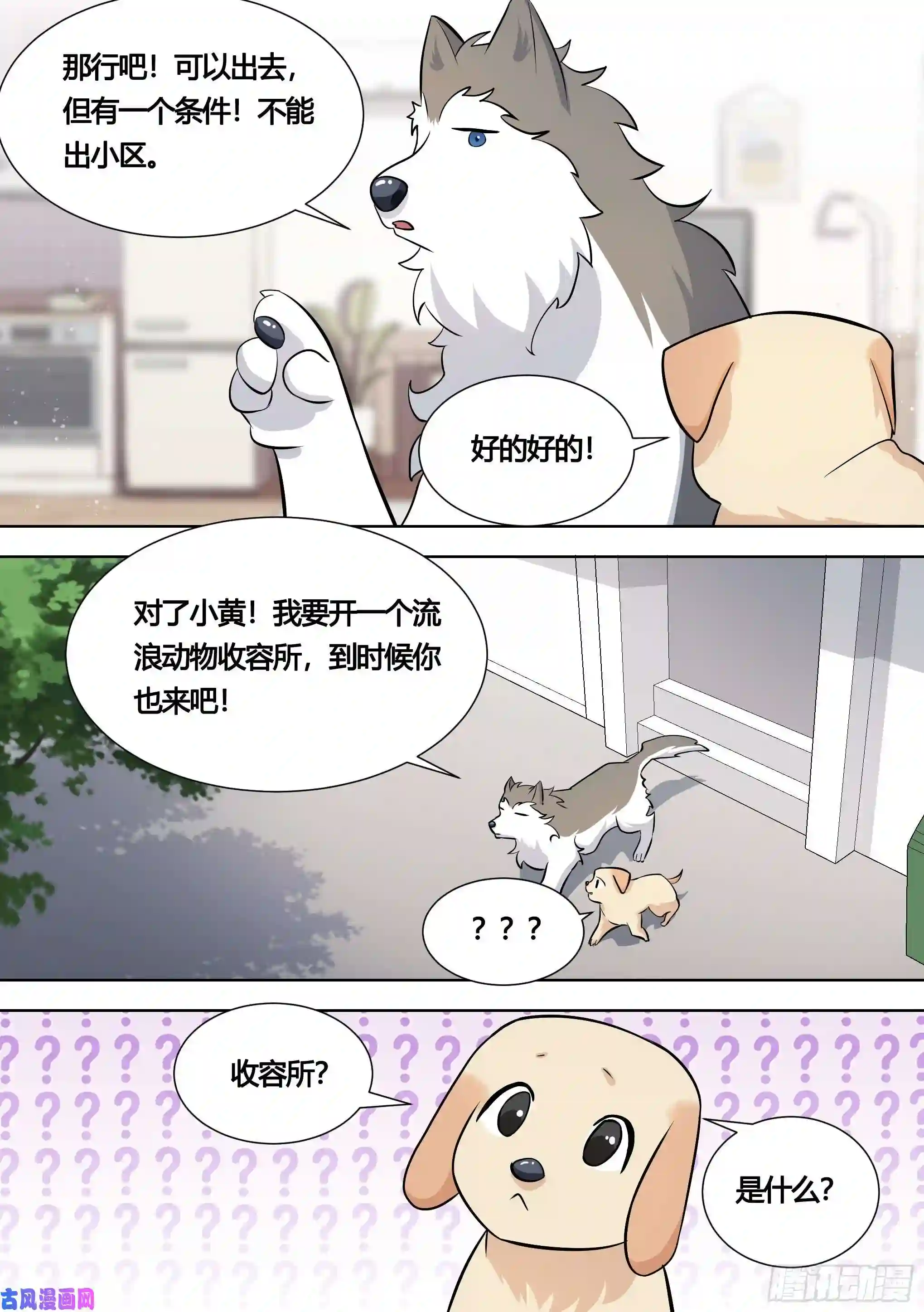 直播：女神家的哈士奇天秀140-关于小黄是个美人的事