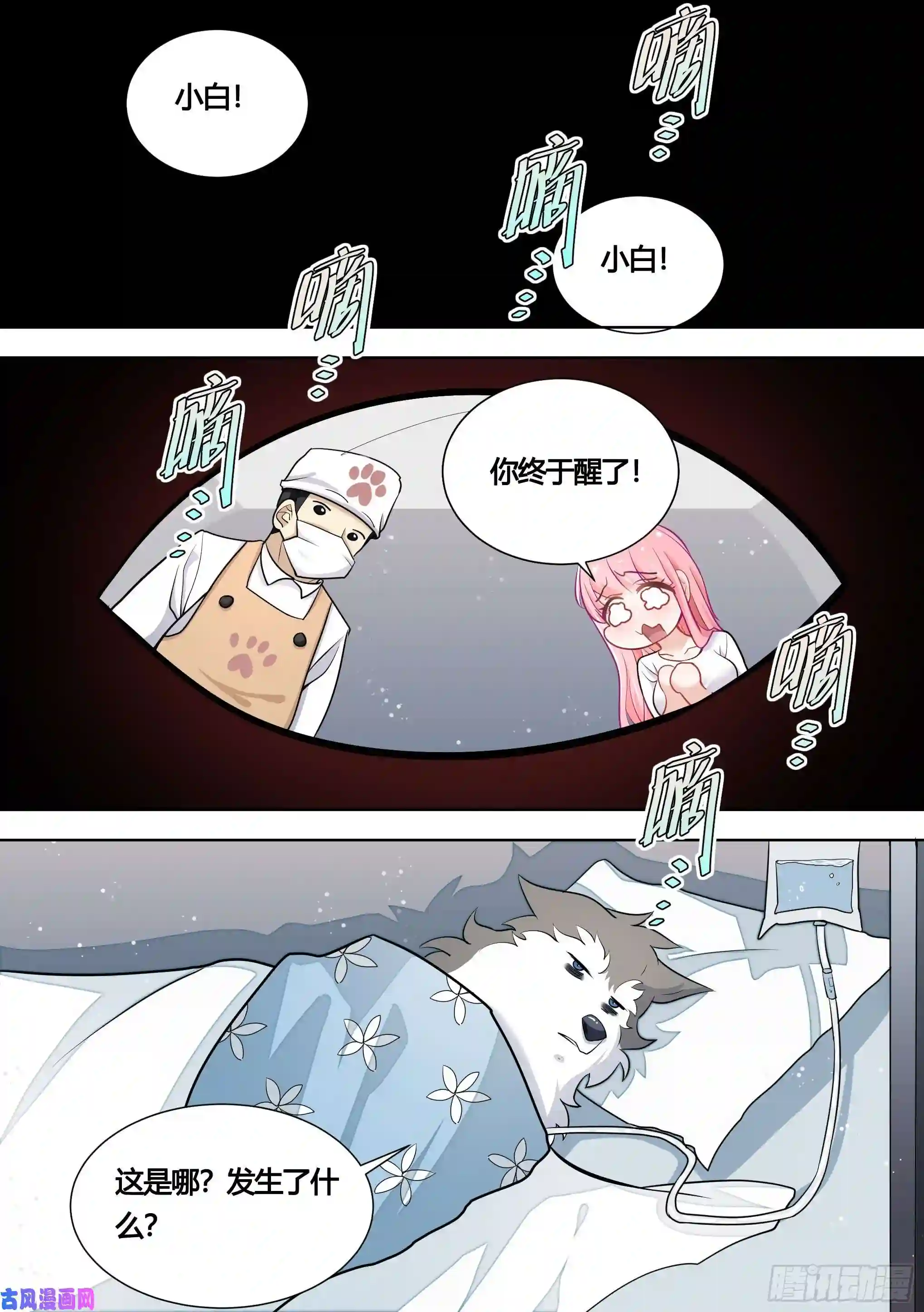 直播：女神家的哈士奇天秀144-小白你没事太好了！