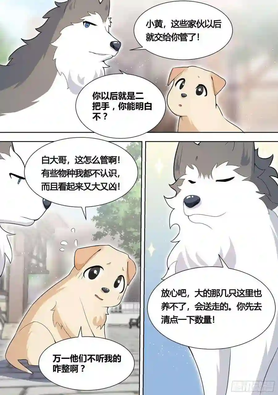 直播：女神家的哈士奇天秀151-这是要开动物园的节奏