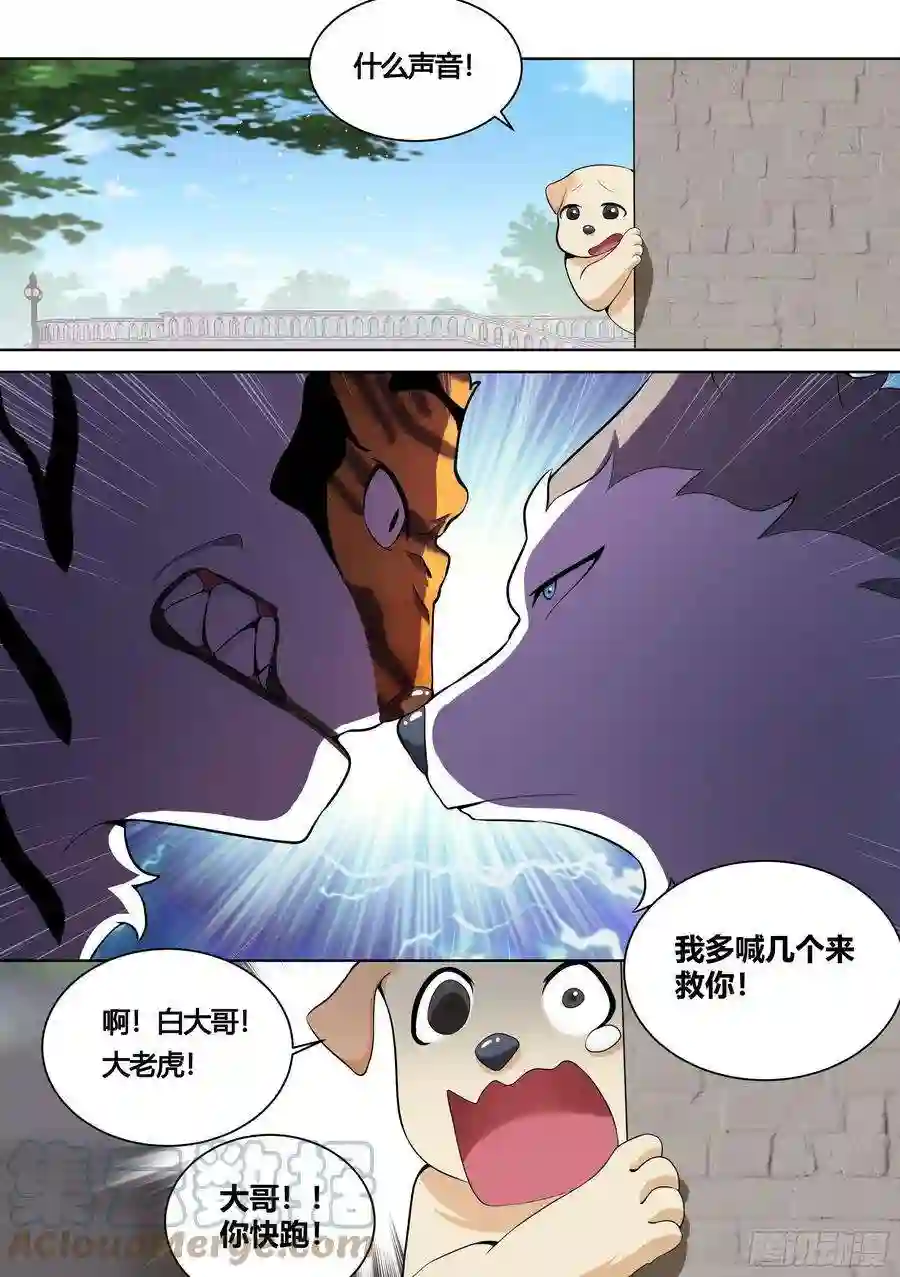 直播：女神家的哈士奇天秀157-有老虎！