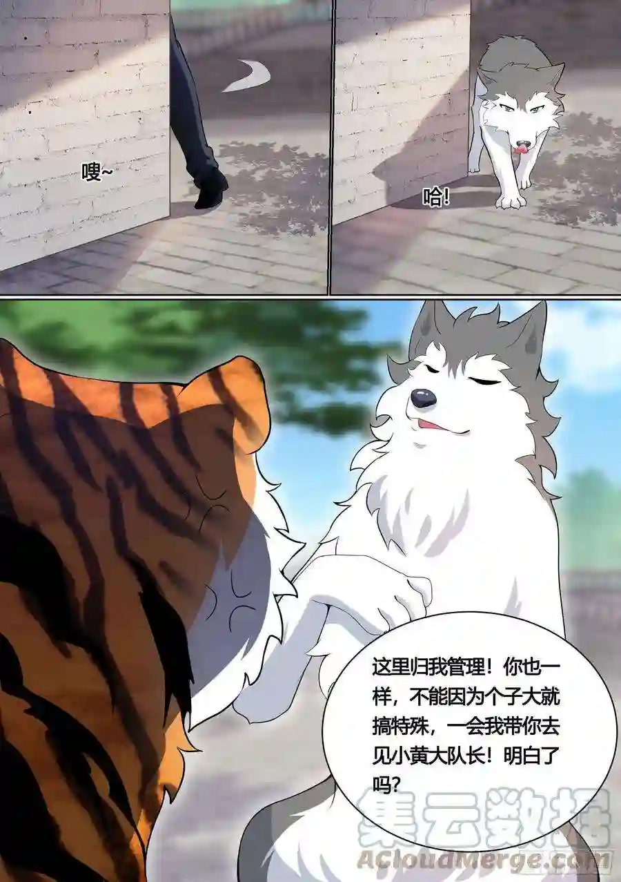 直播：女神家的哈士奇天秀157-有老虎！