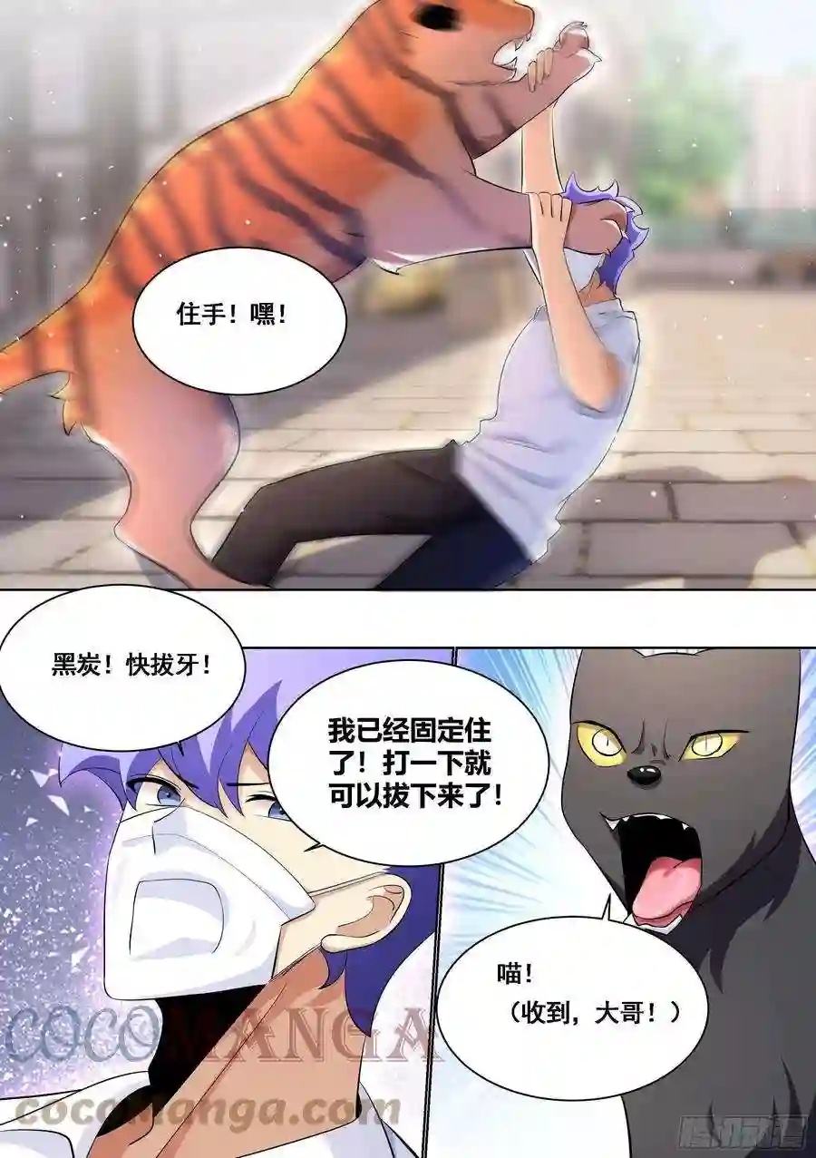 直播：女神家的哈士奇天秀171-拔牙艰难