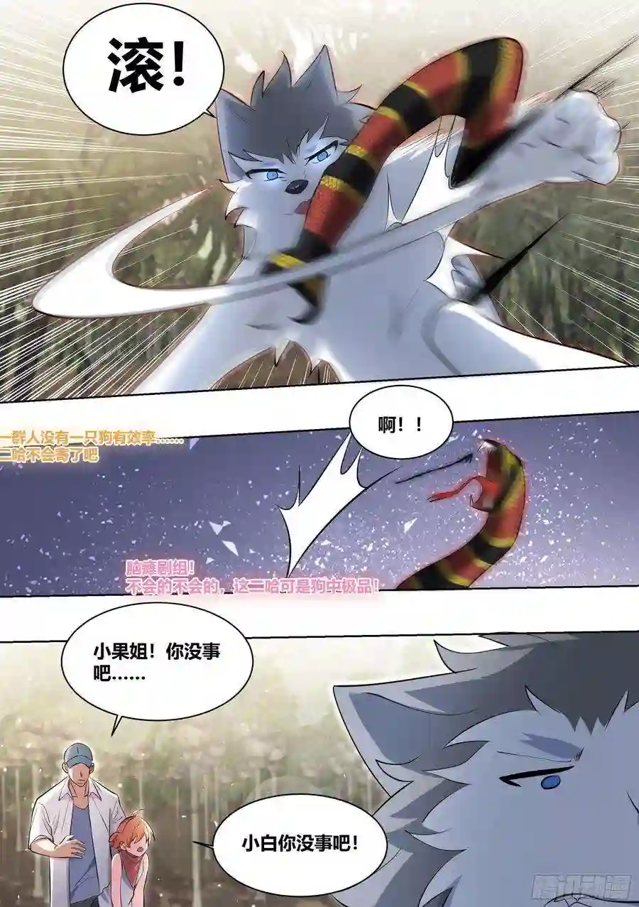 直播：女神家的哈士奇天秀全鸡宴