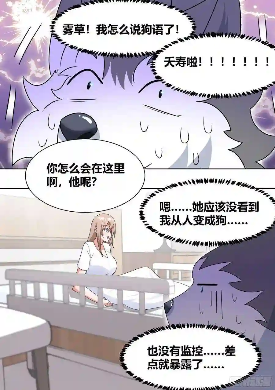 直播：女神家的哈士奇天秀196-他不是…我男朋友