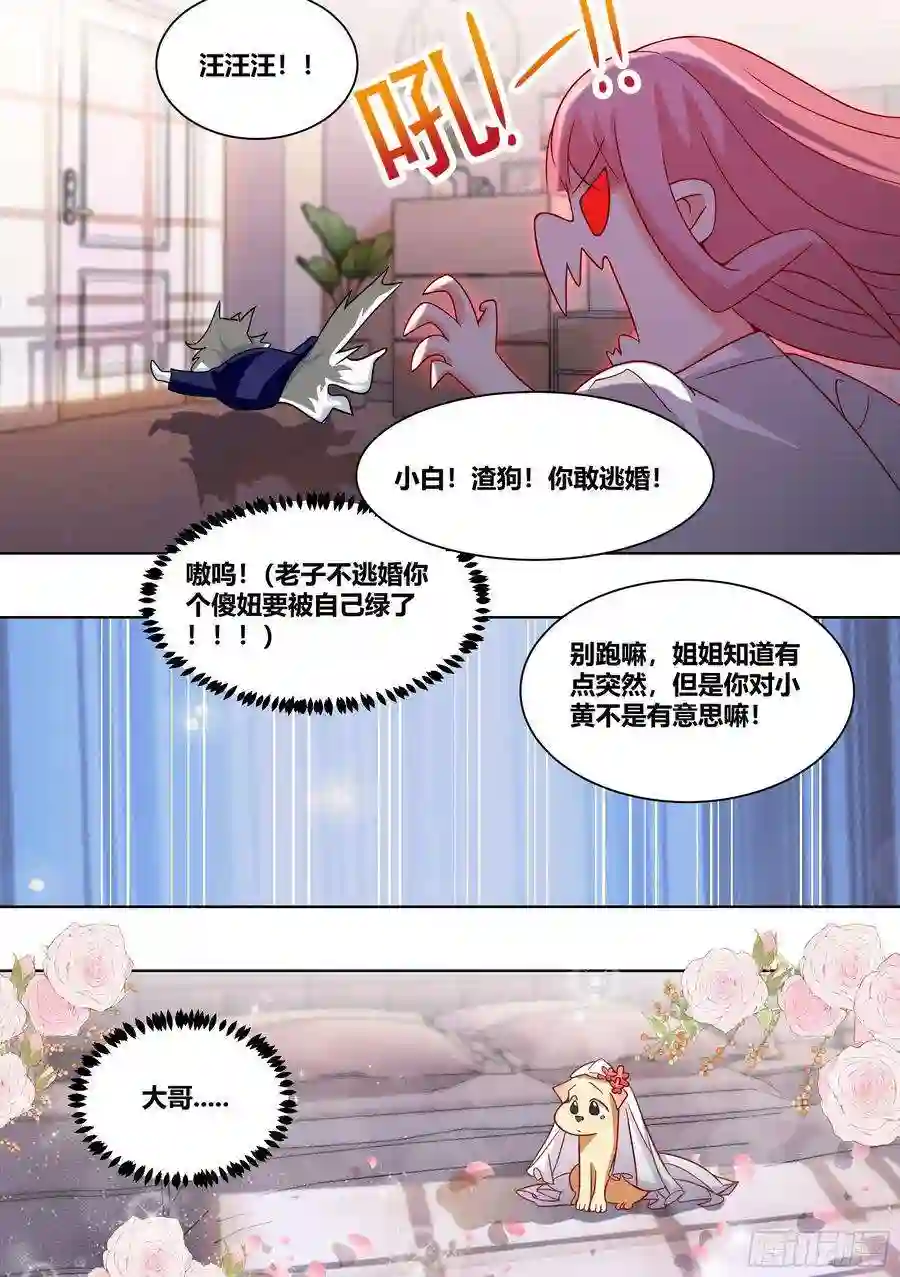 直播：女神家的哈士奇天秀219-逃婚