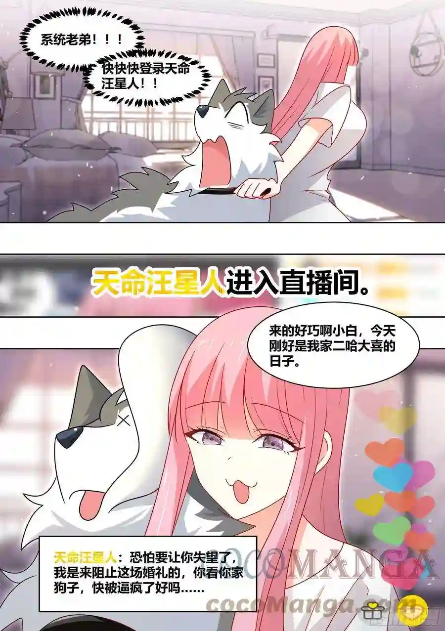 直播：女神家的哈士奇天秀219-逃婚