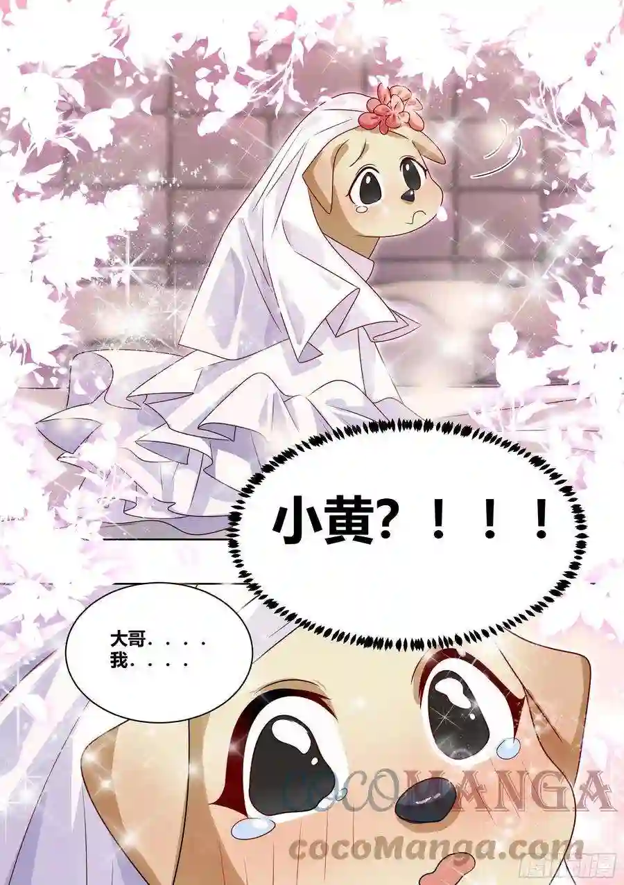 直播：女神家的哈士奇天秀219-逃婚