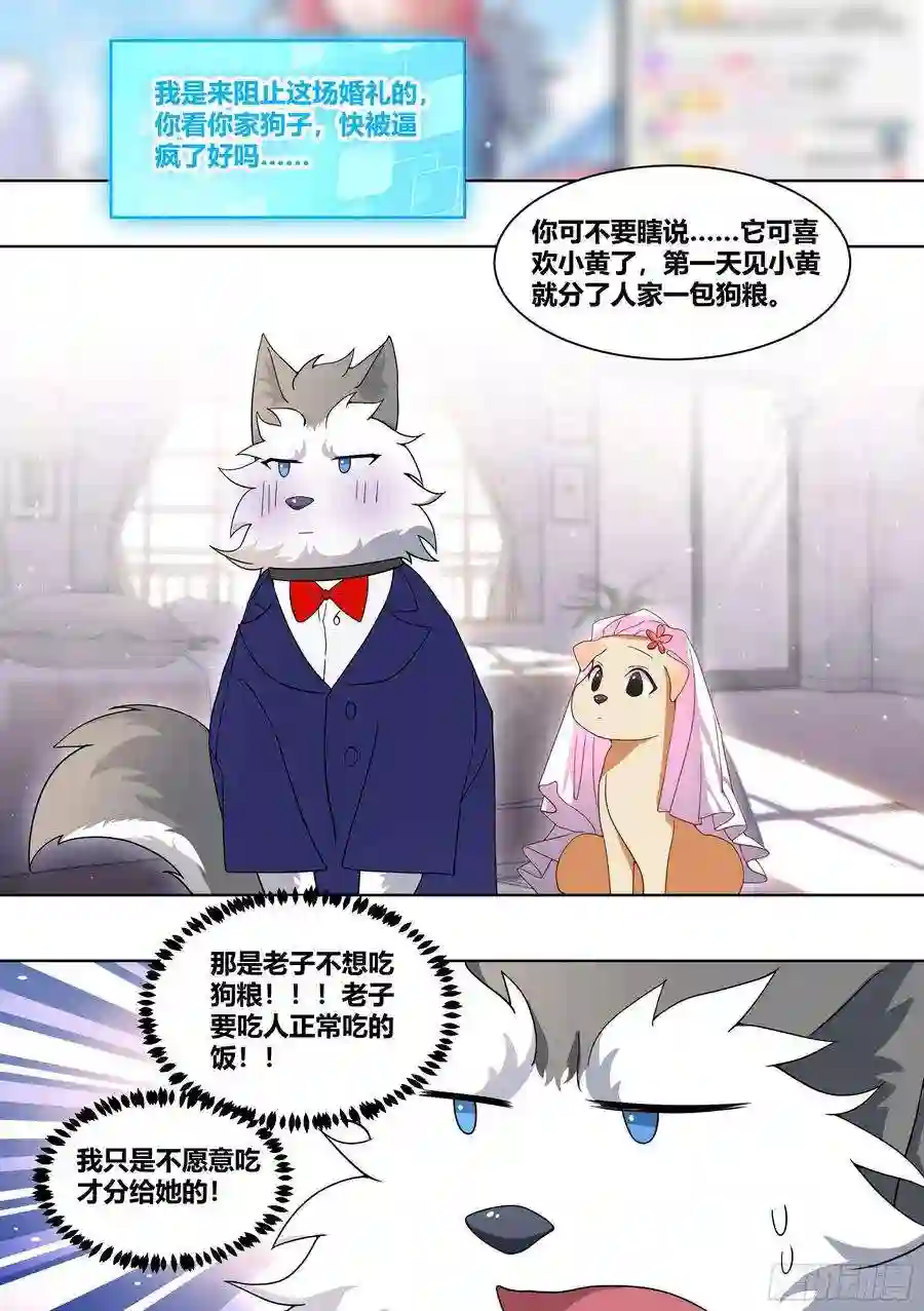 直播：女神家的哈士奇天秀219-败家指令