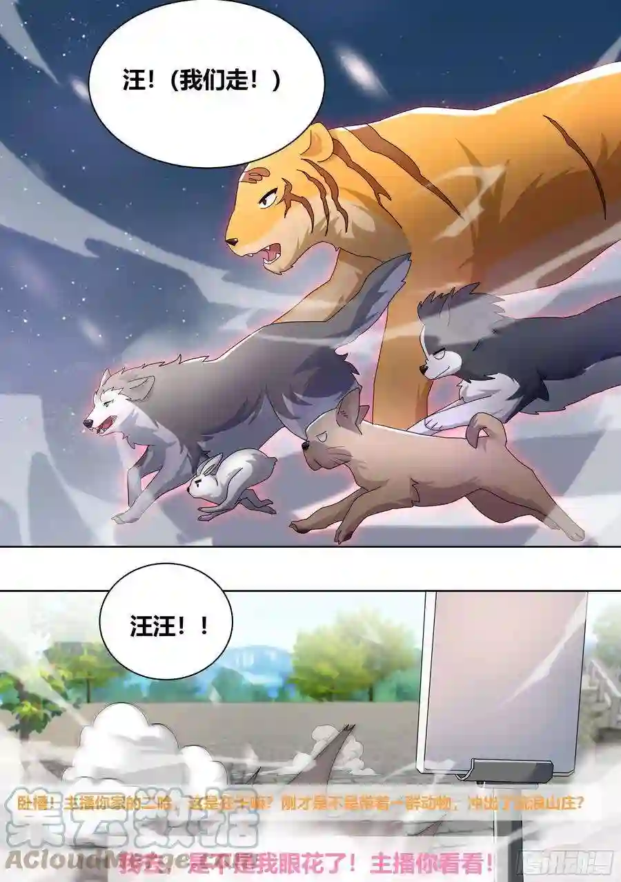 直播：女神家的哈士奇天秀258-动物拆迁队