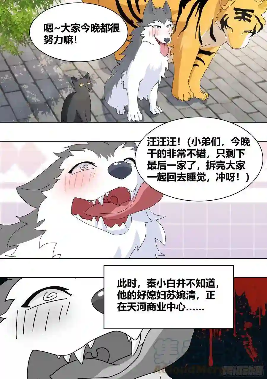 直播：女神家的哈士奇天秀260-真正的王