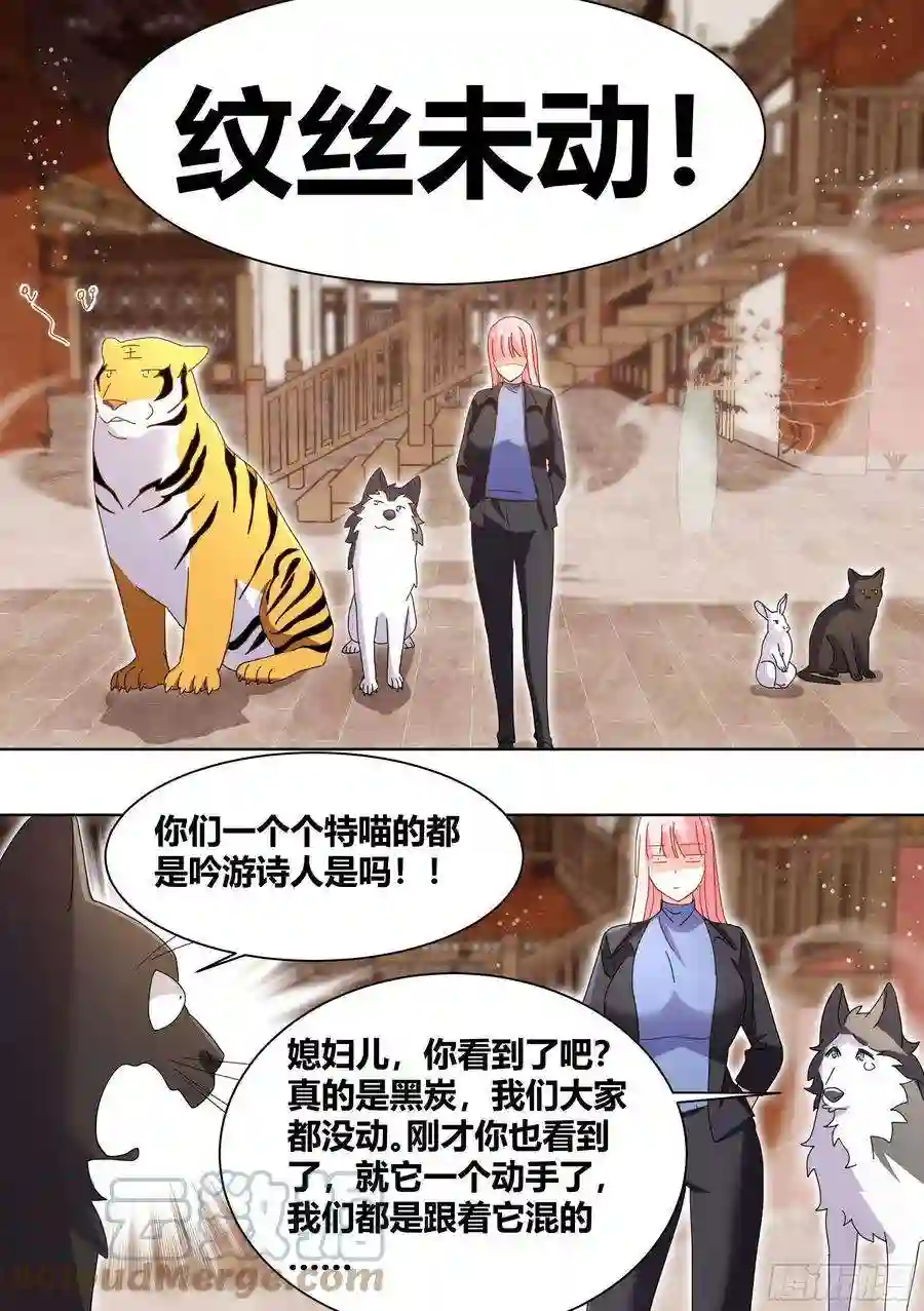 直播：女神家的哈士奇天秀261-黑炭与黑锅