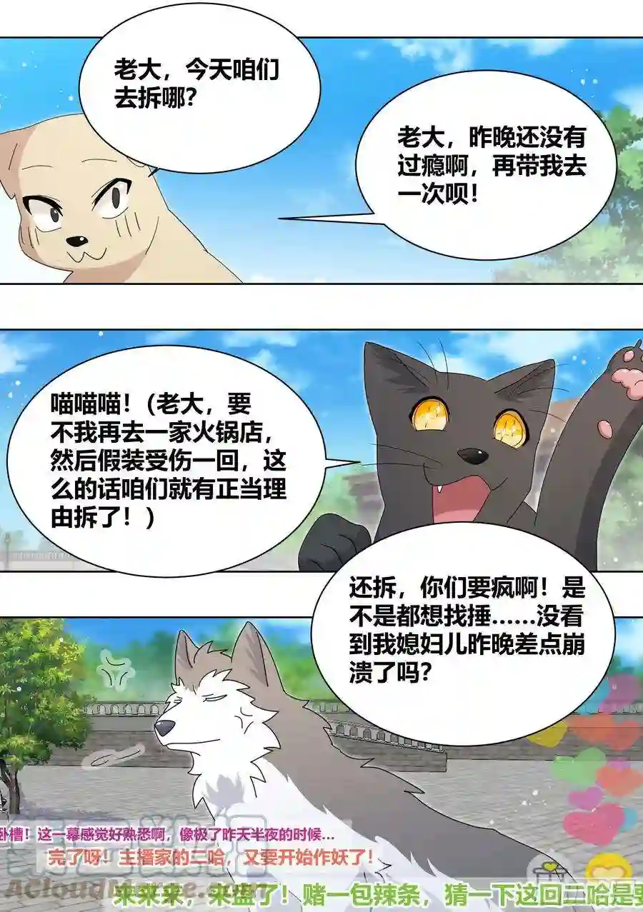 直播：女神家的哈士奇天秀264-三只平头哥