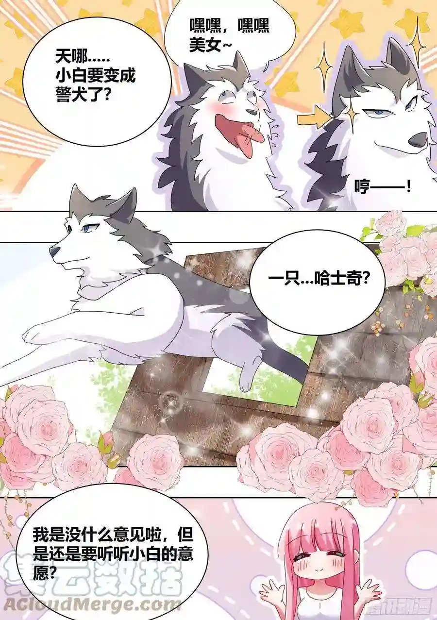 直播：女神家的哈士奇天秀264-三只平头哥