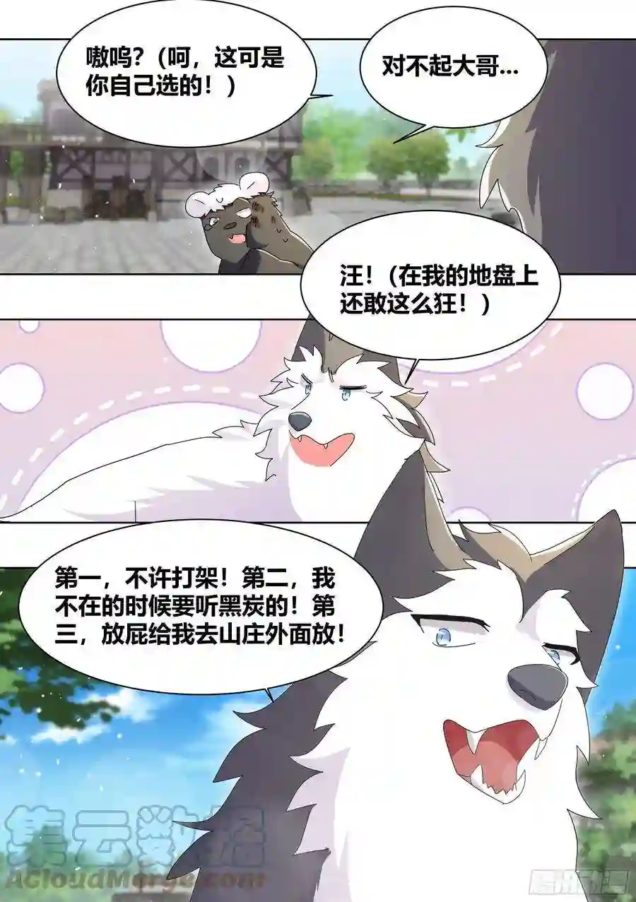 直播：女神家的哈士奇天秀266-素心莲子