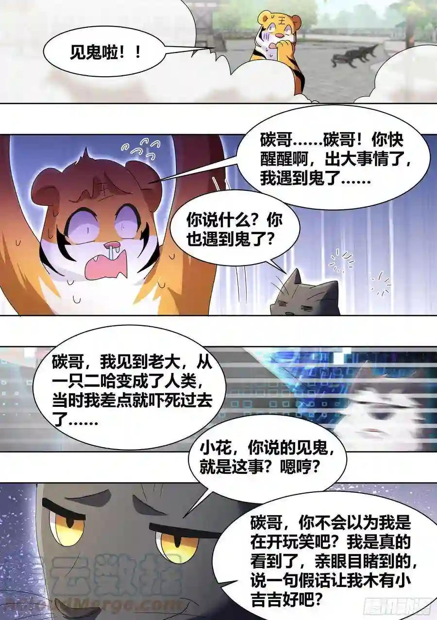 直播：女神家的哈士奇天秀266-素心莲子