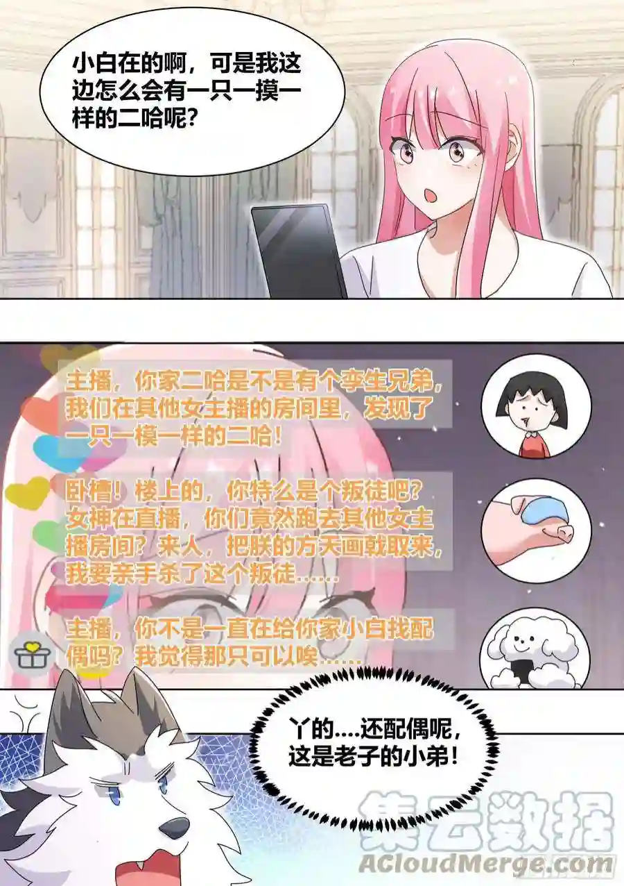 直播：女神家的哈士奇天秀269-敢伤我的人！