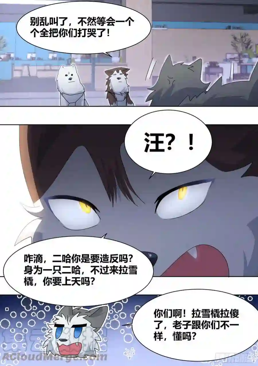 直播：女神家的哈士奇天秀271-狩猎白熊