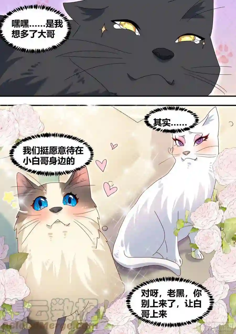 直播：女神家的哈士奇天秀绿光