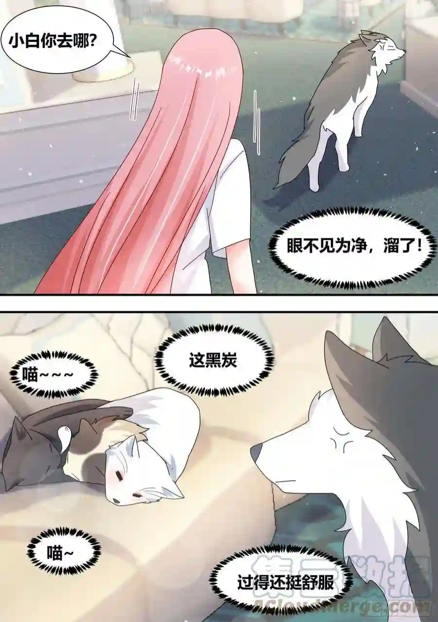 直播：女神家的哈士奇天秀绿光