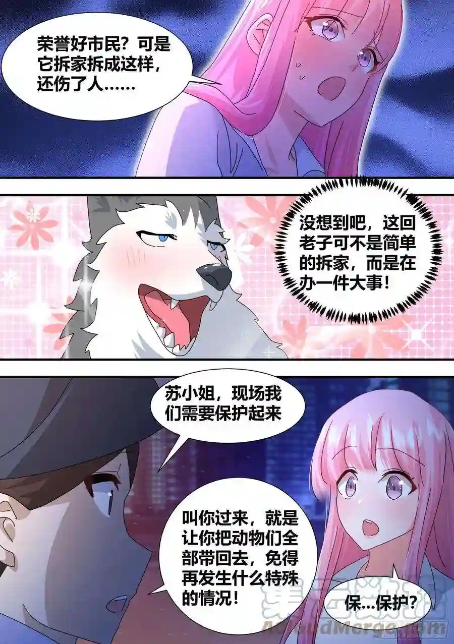 直播：女神家的哈士奇天秀立功