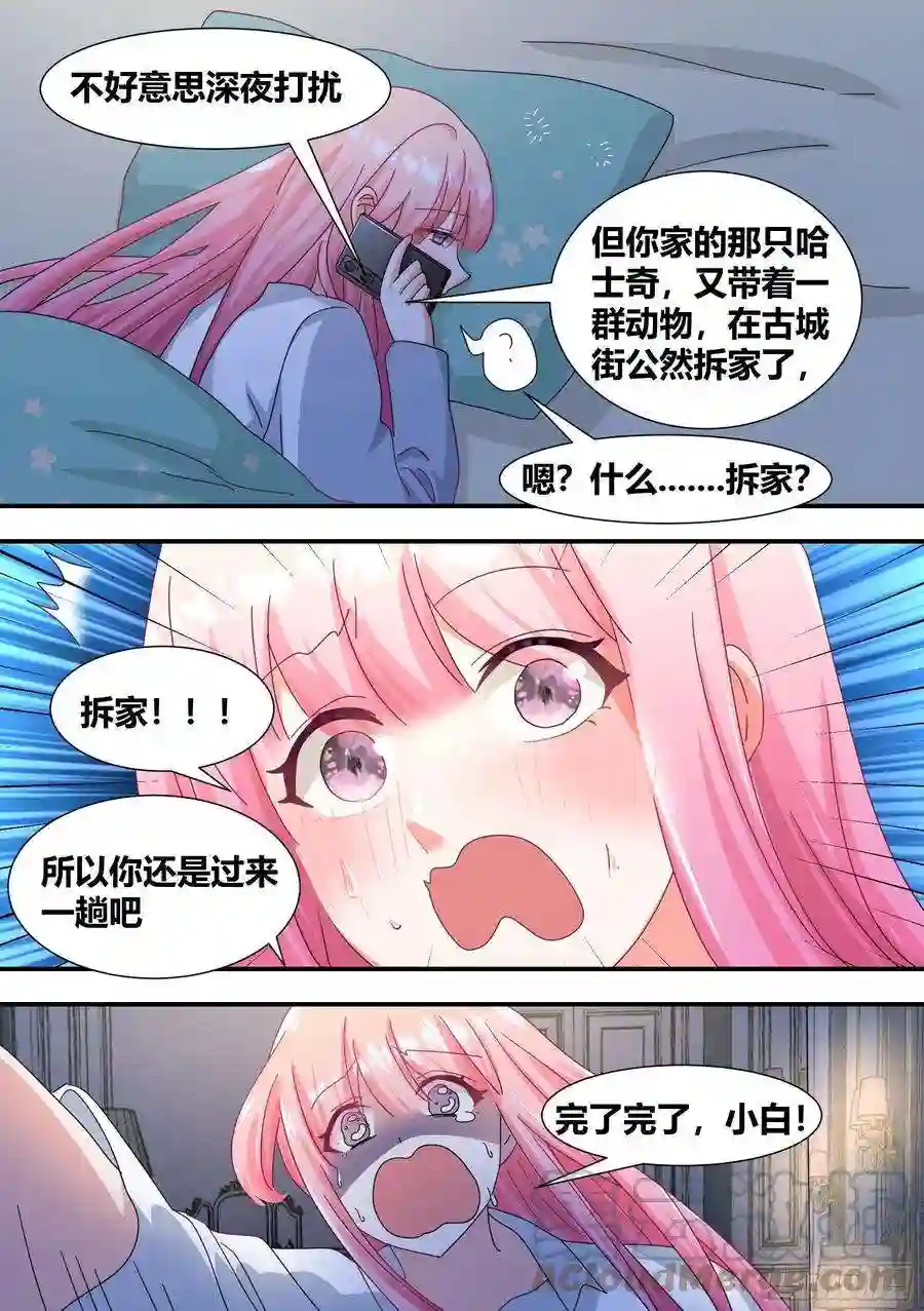 直播：女神家的哈士奇天秀立功
