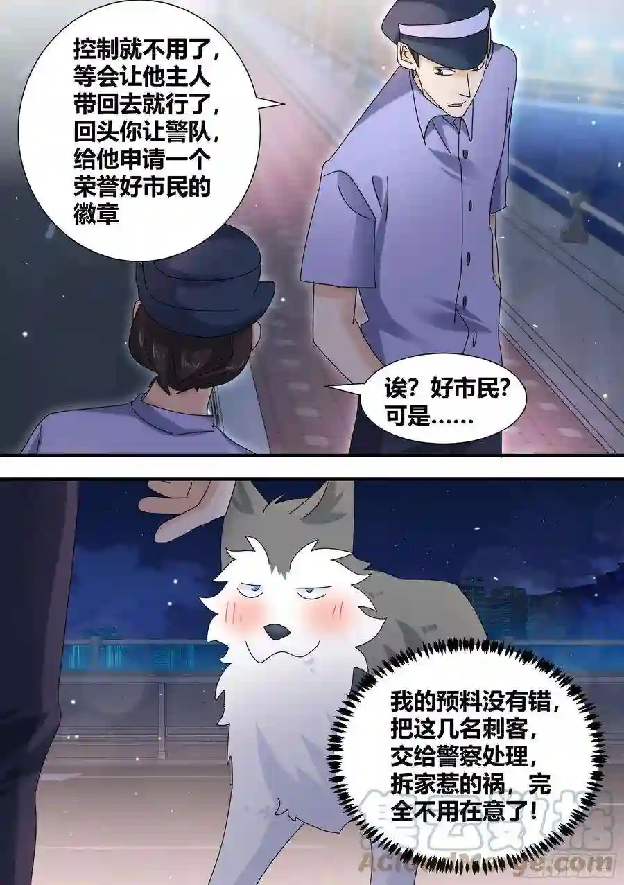 直播：女神家的哈士奇天秀立功