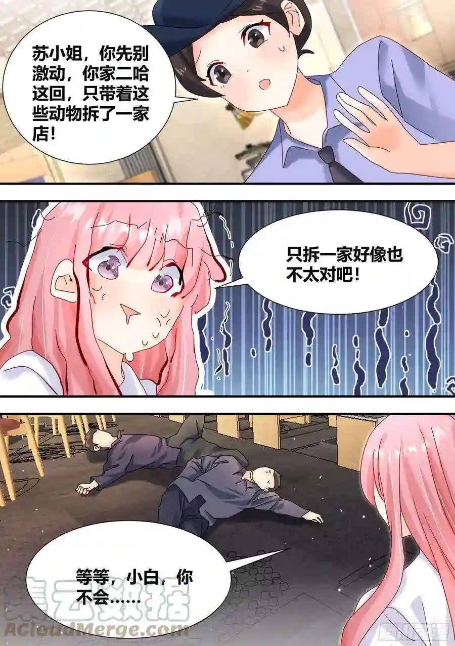 直播：女神家的哈士奇天秀立功