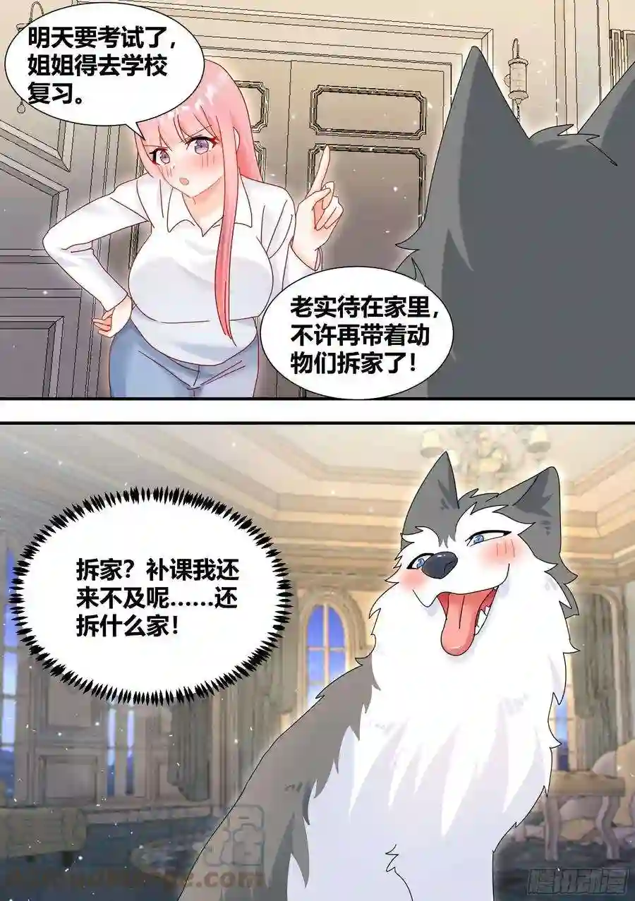 直播：女神家的哈士奇天秀狗生美满