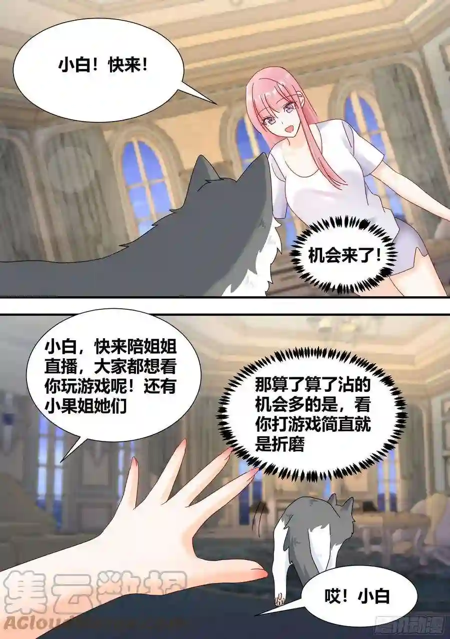 直播：女神家的哈士奇天秀295-合作愉快