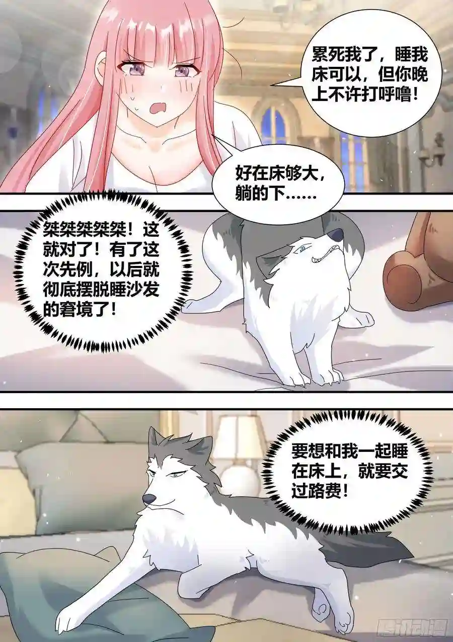 直播：女神家的哈士奇天秀296-哈士奇的选择