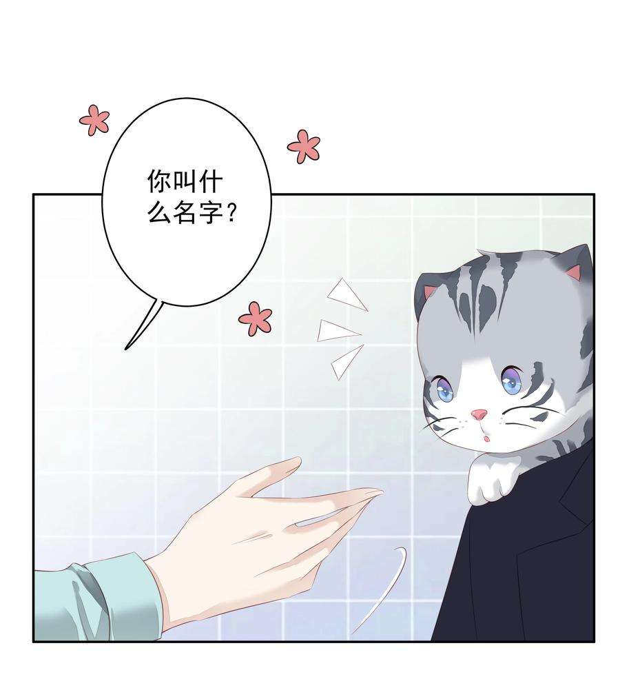跨物种相亲022 白玉狸