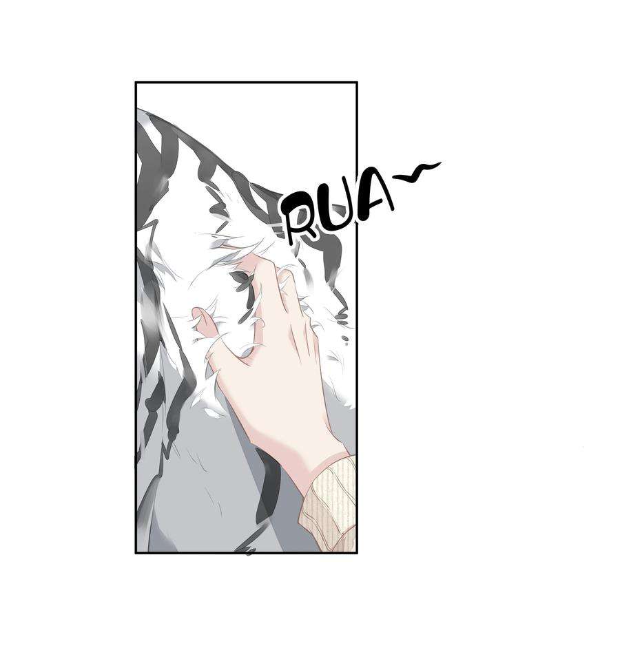 跨物种相亲035 rua~老虎毛的手感