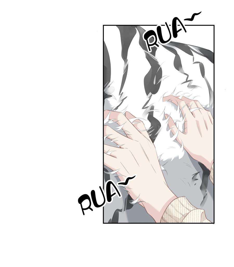 跨物种相亲035 rua~老虎毛的手感