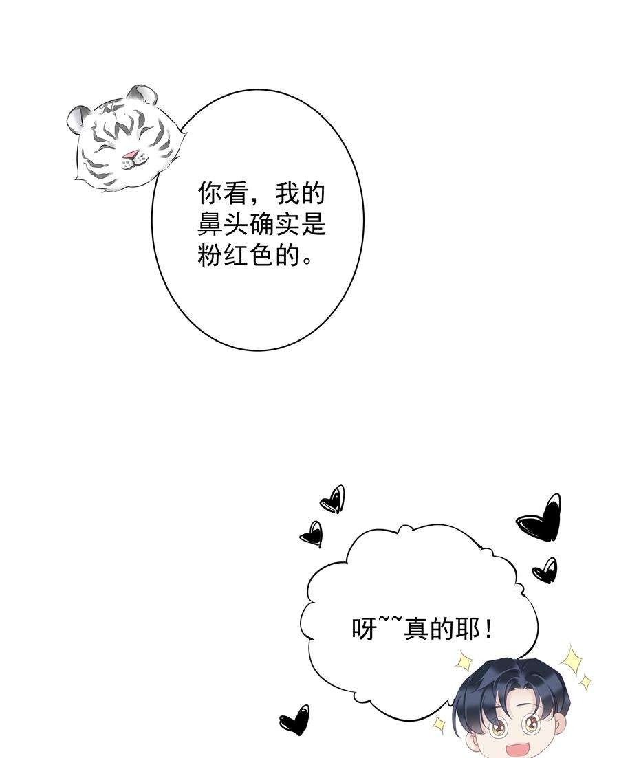 跨物种相亲035 rua~老虎毛的手感
