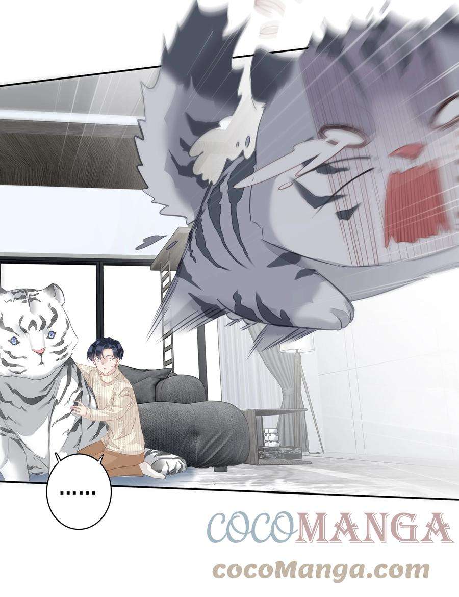 跨物种相亲035 rua~老虎毛的手感