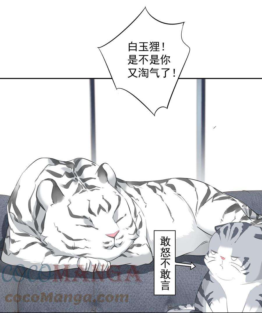 跨物种相亲035 rua~老虎毛的手感