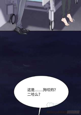 爱有獠牙055 大型猫科动物