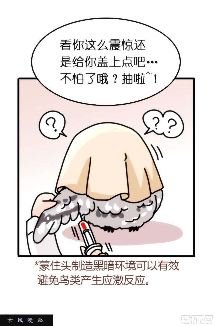 进化之基飞吧小少爷：长大成鸟之后…