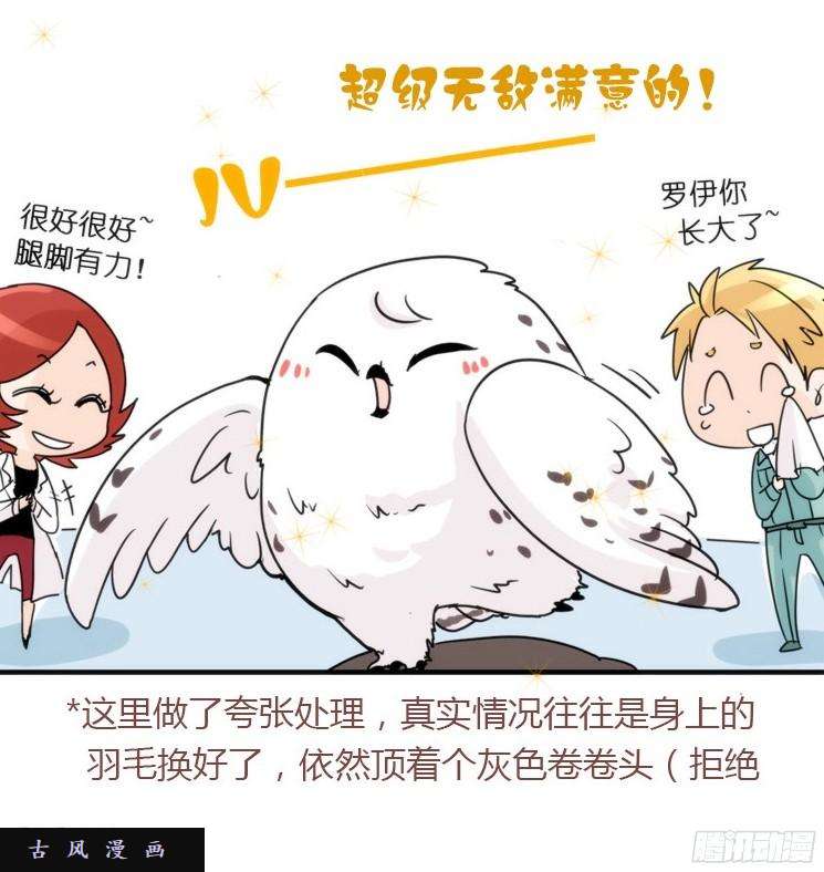 进化之基飞吧小少爷：长大成鸟之后…
