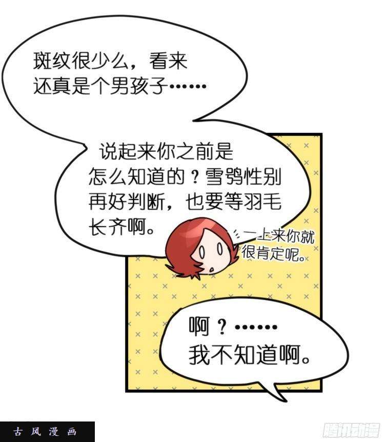 进化之基飞吧小少爷：长大成鸟之后…