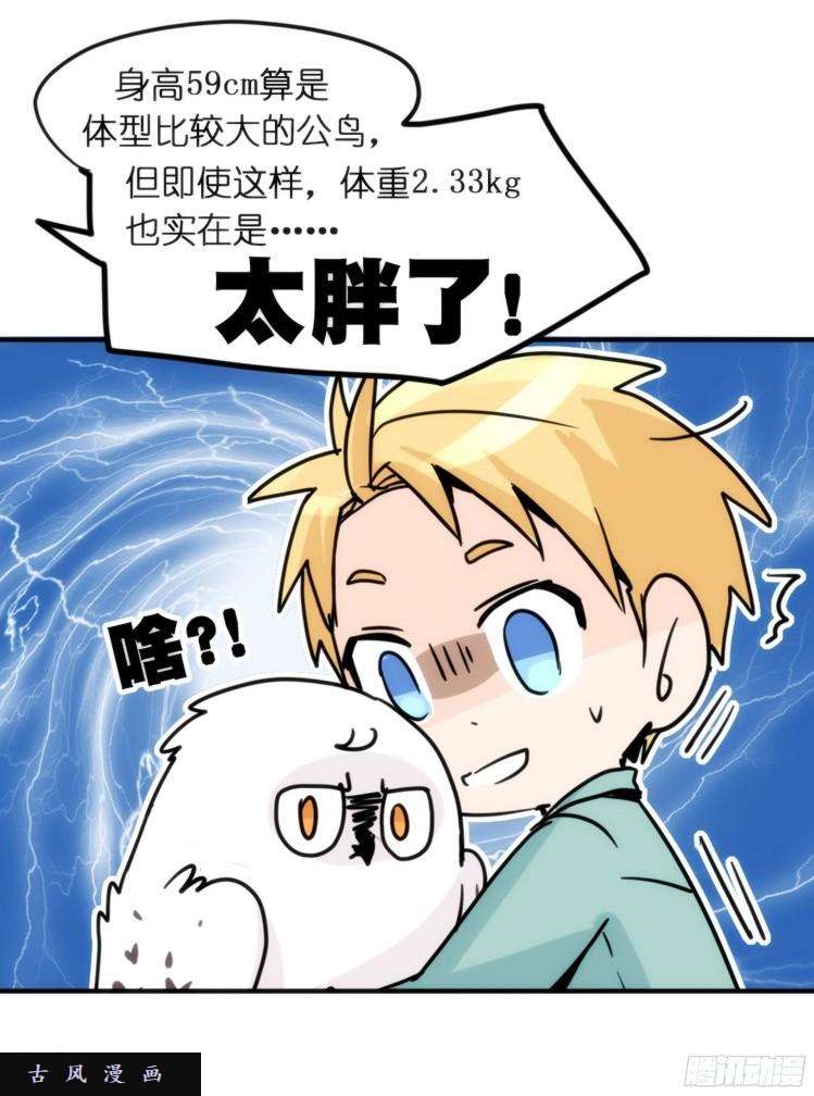进化之基飞吧小少爷：长大成鸟之后…