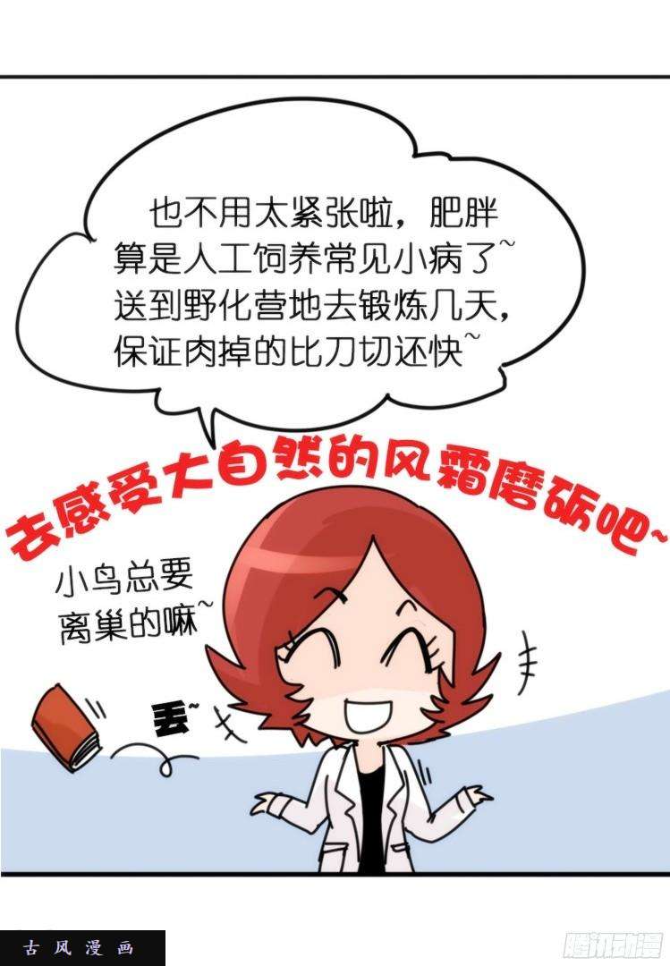 进化之基飞吧小少爷：长大成鸟之后…