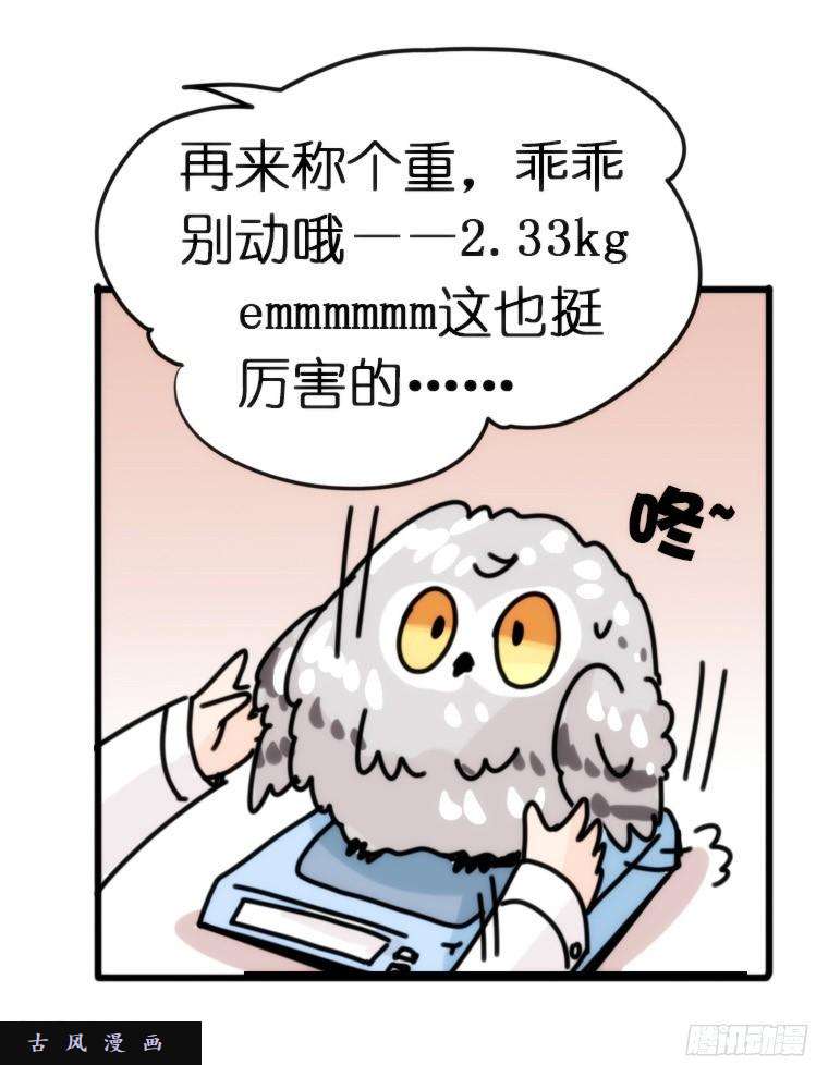 进化之基飞吧小少爷：长大成鸟之后…
