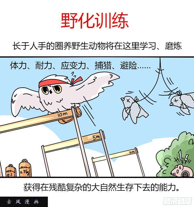 进化之基飞吧小少爷：长大成鸟之后…