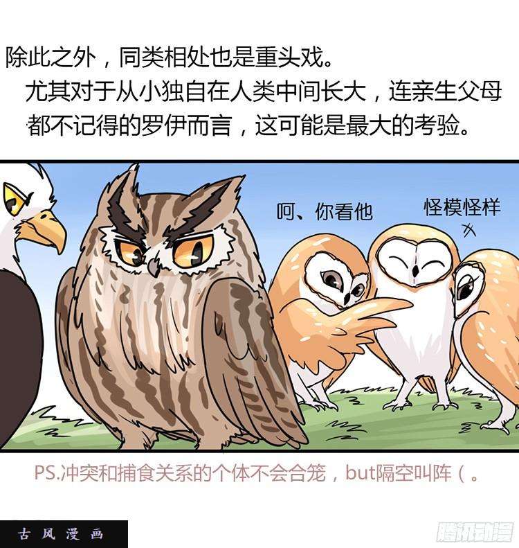 进化之基飞吧小少爷：长大成鸟之后…