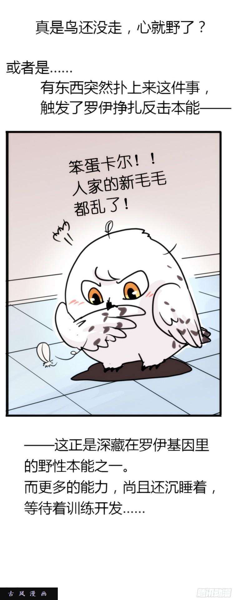 进化之基飞吧小少爷：长大成鸟之后…