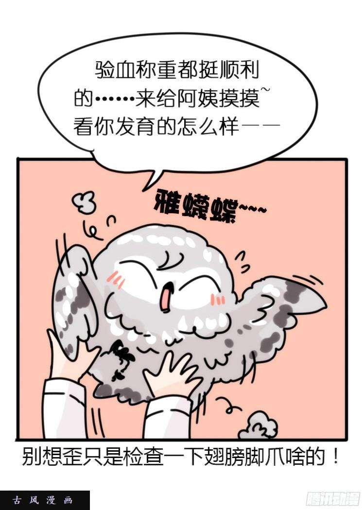 进化之基飞吧小少爷：长大成鸟之后…