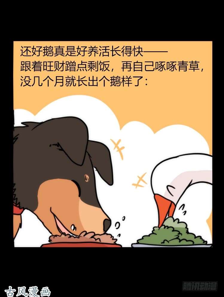 进化之基家有鹅霸：鹅霸是怎么练成的