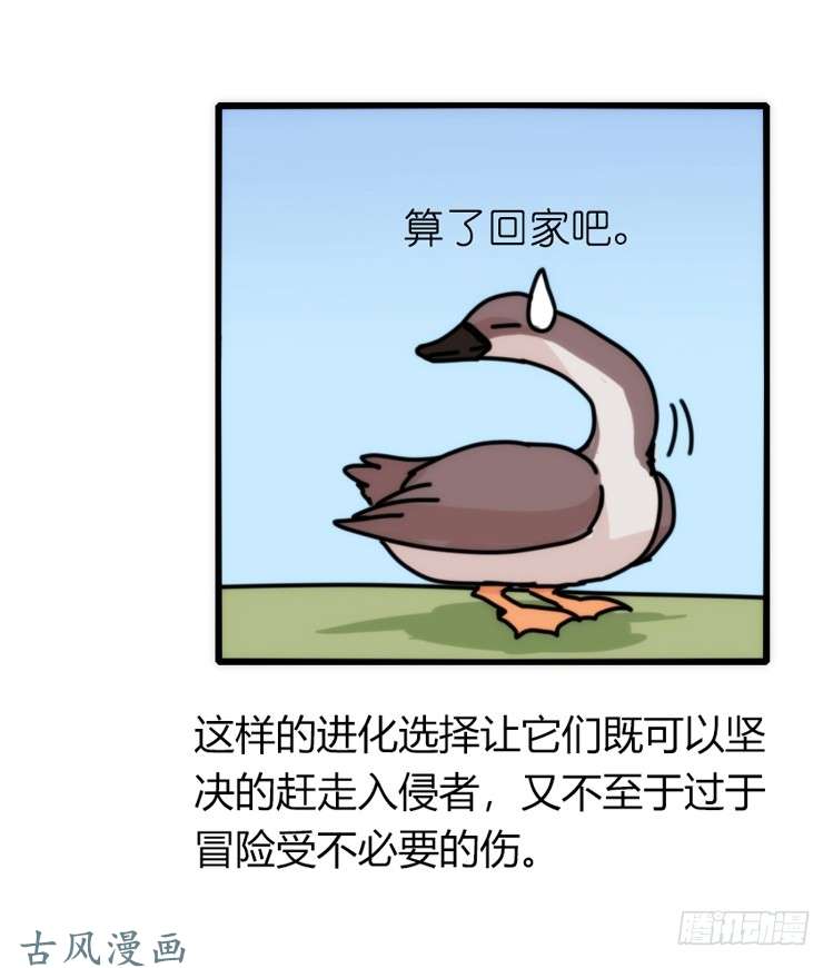 进化之基家有鹅霸：人假鹅威是种什么体验